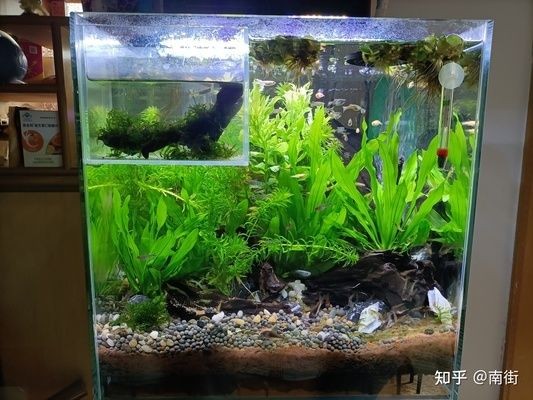 養魚新手必讀：魚缸選擇和維護：關于魚缸的常見問題