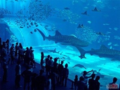 海城魚缸批發價格：上海海城魚缸批發價格