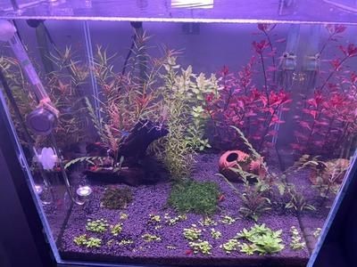 魚缸水很多泡泡是怎么回事（魚缸水很多泡泡怎么回事） 魚缸水很多泡泡是怎么回事（魚缸水很多泡泡怎么回事） 魚缸百科 第5張