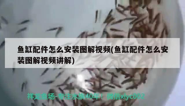 高新園區姚金峰觀賞魚養殖