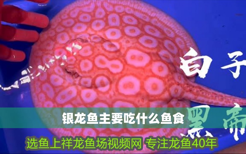 肇慶龍魚魚缸哪里有賣：肇慶龍魚魚缸，打造家居水族藝術的完美選擇