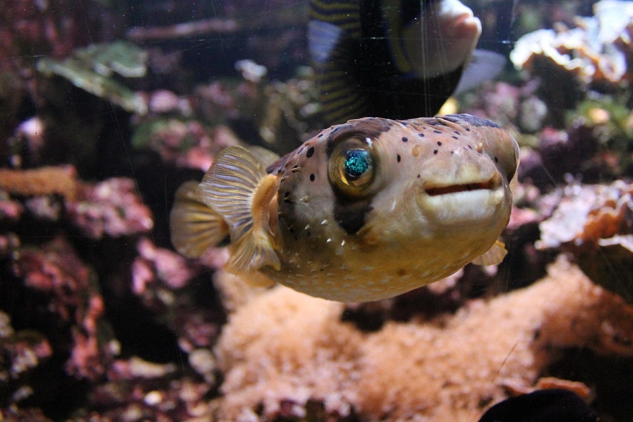 <strong><mark>樊城</mark></strong>區魚我同行水族生活館（魚我行(南湖店)怎么樣）
