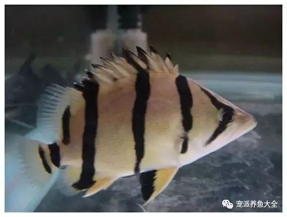 虎魚品種一覽表2023 虎魚品種一覽表2023 龍魚論壇 第4張