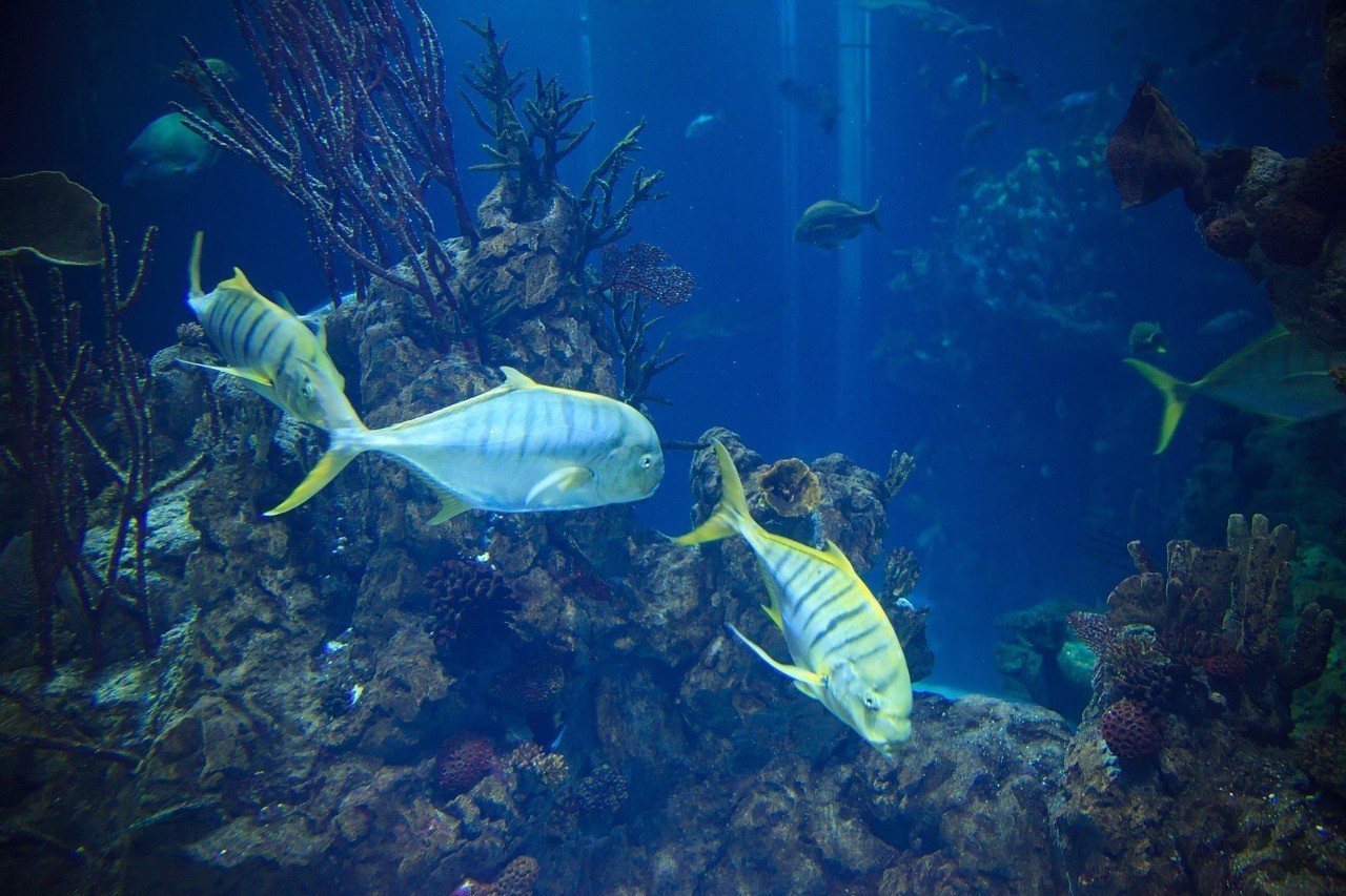 惠城區(qū)好多魚水族館（好多魚餐廳怎么樣）