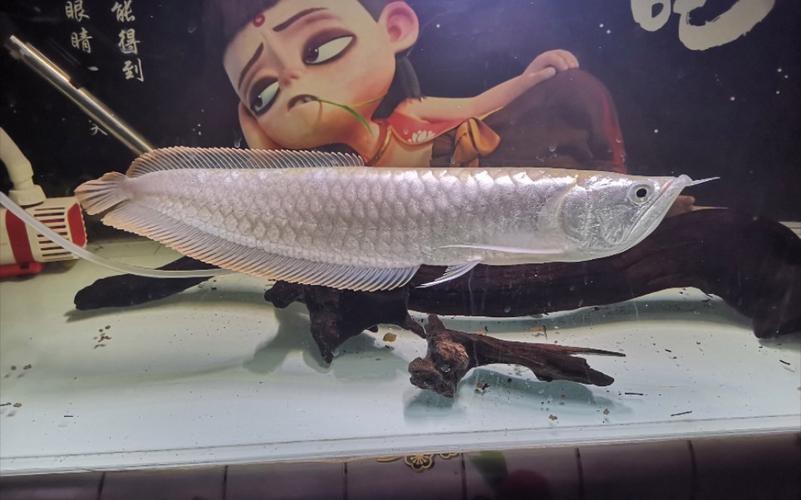 銀龍魚幾天喂一次比較好