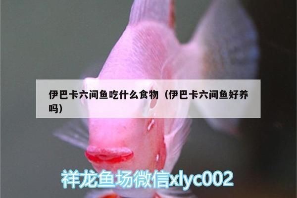 伊巴卡魚適宜的水溫范圍：伊巴卡魚最佳生長水溫，如何監測魚缸水溫變化