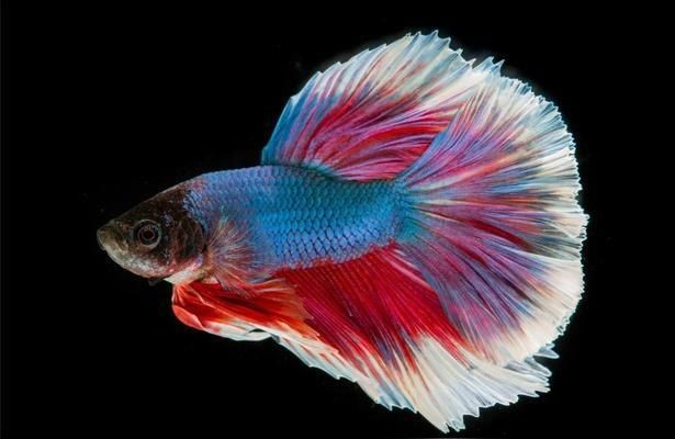 伊巴卡魚適宜的水溫范圍：伊巴卡魚最佳生長水溫，如何監測魚缸水溫變化