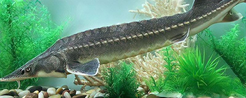 野生鱘龍魚