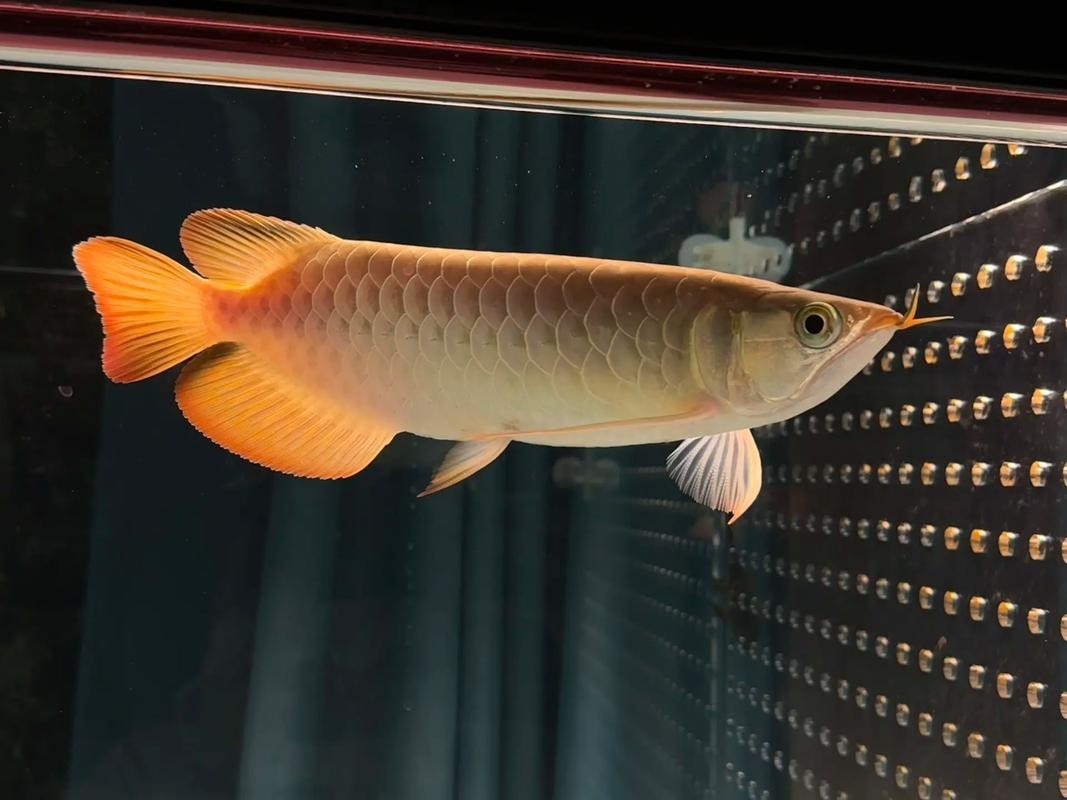 如何辨別紅龍魚的血統純正度？