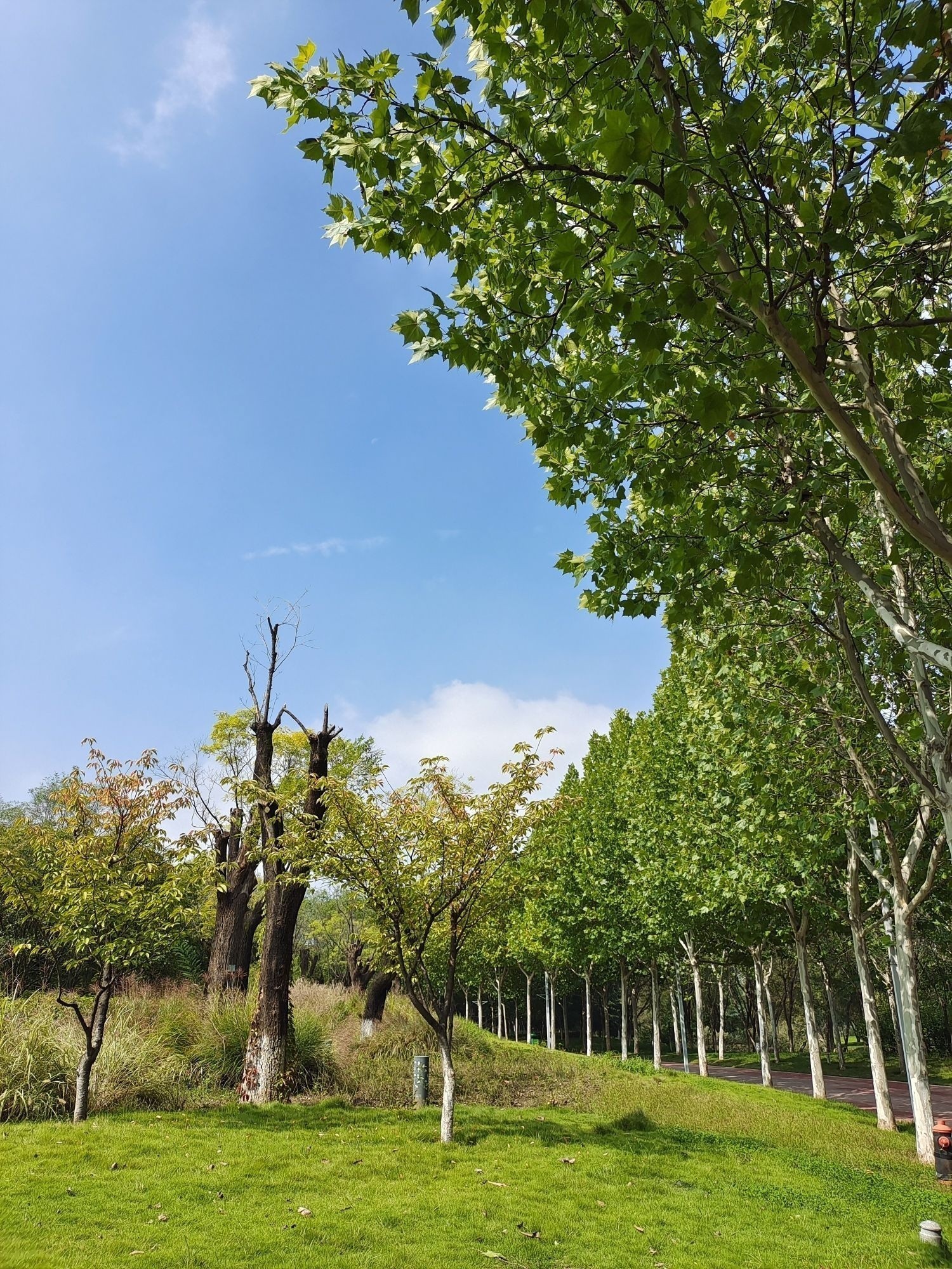 世界博覽2021寵物展在哪里？