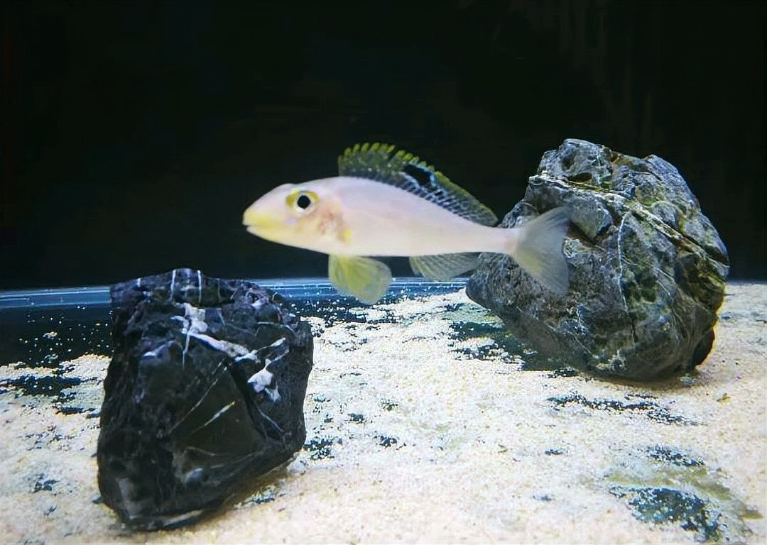 網絡購買龍魚有哪些風險？