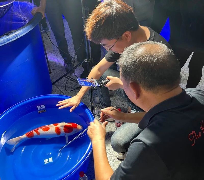 中國錦鯉大賽歷屆冠軍