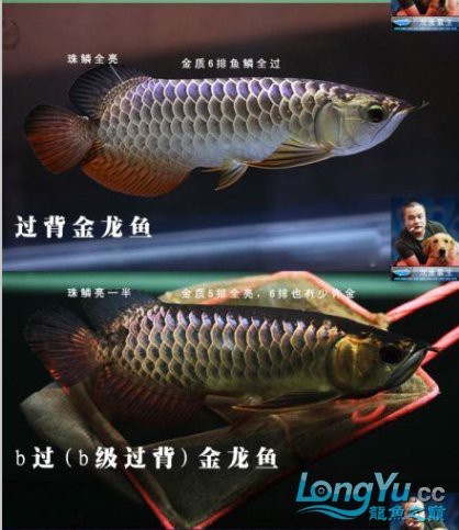 龍魚b過和過背的區(qū)別