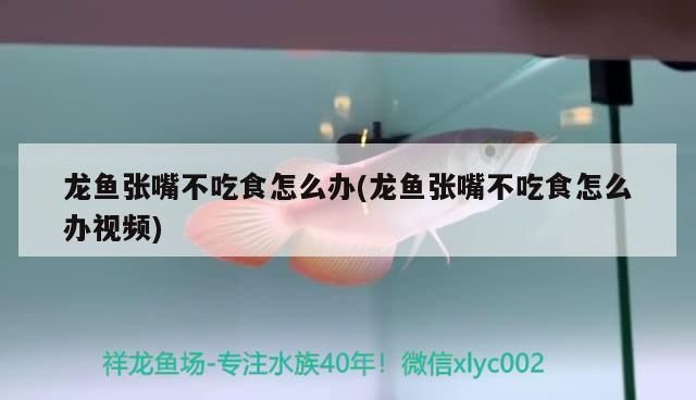 龍魚一直張嘴不吃東西：龍魚一直張嘴不吃東西怎么辦