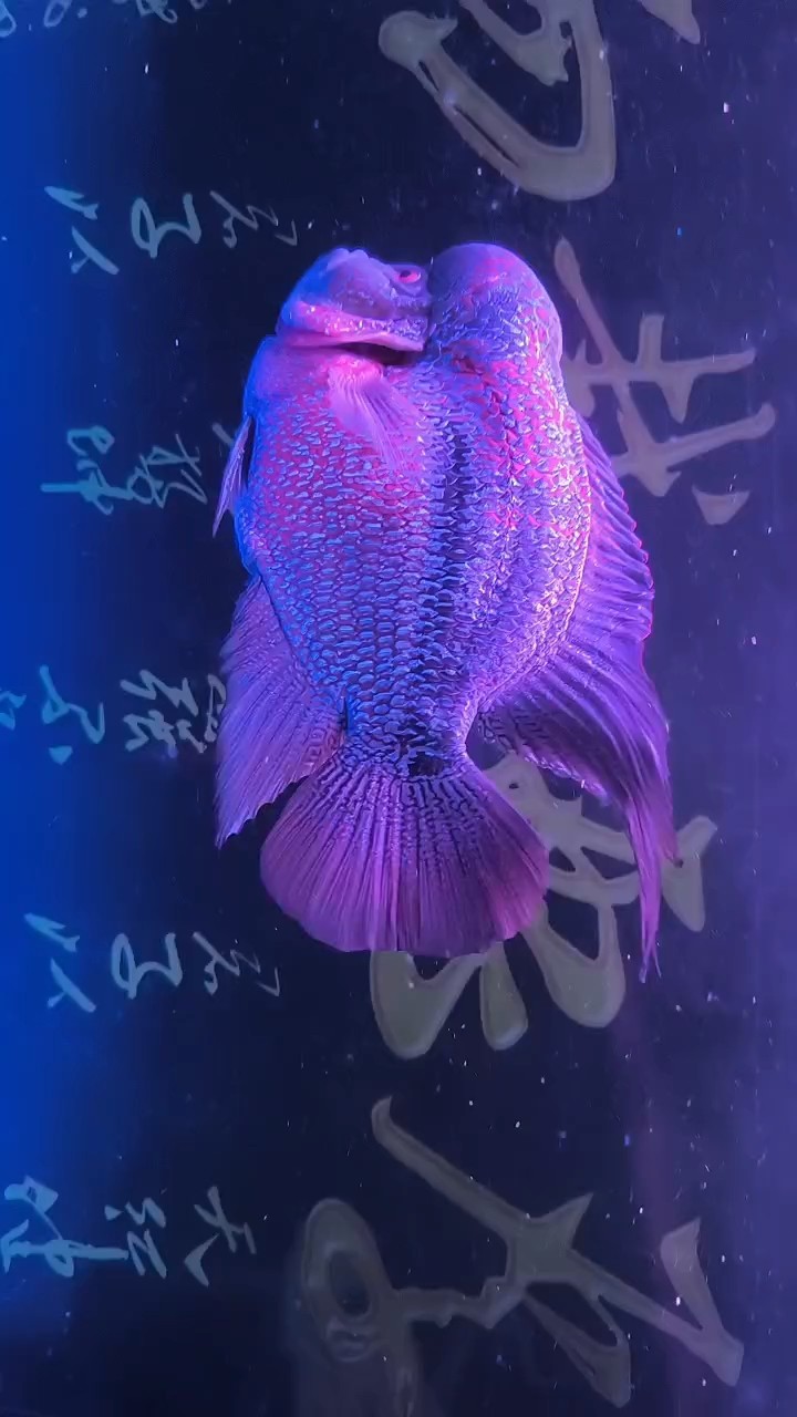 [baobao][baobao][baobao]