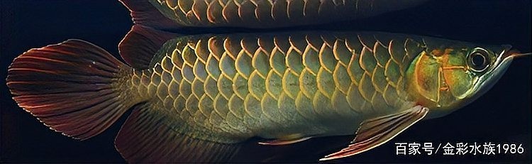 如何挑選健康的紅龍魚