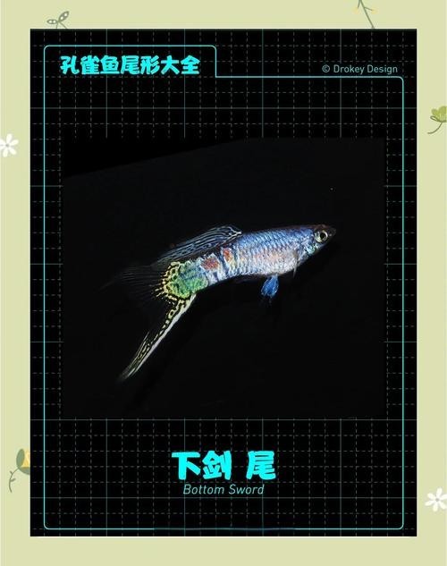 比賽級孔雀魚