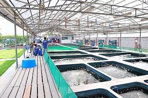 比賽級孔雀魚