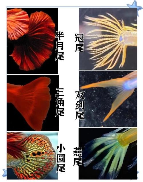 比賽級孔雀魚