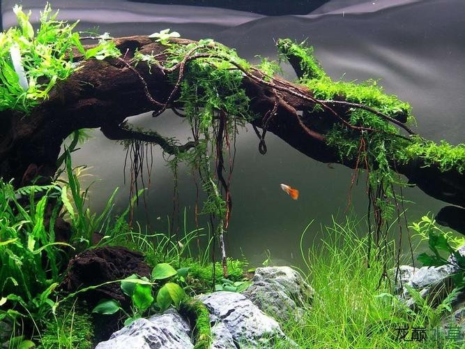 長城杯觀賞魚比賽2021獲獎(jiǎng)作品