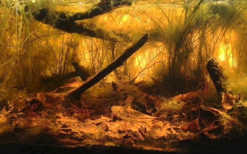 長城杯觀賞魚比賽2021獲獎(jiǎng)作品