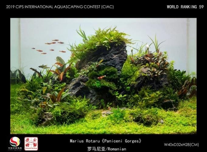 長城杯觀賞魚比賽2021獲獎(jiǎng)作品