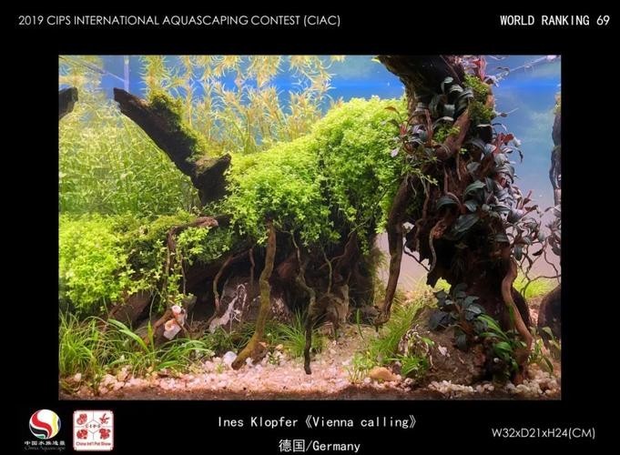 長城杯觀賞魚比賽2021獲獎(jiǎng)作品