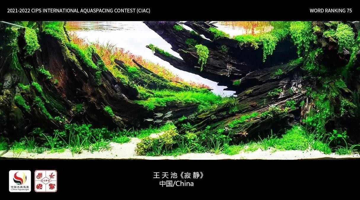 長城杯觀賞魚比賽2021獲獎(jiǎng)作品