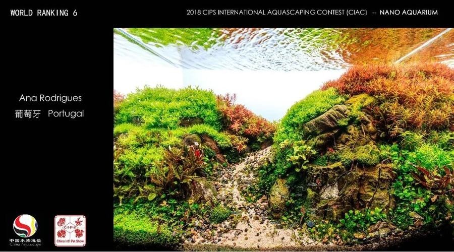 長城杯觀賞魚比賽2021獲獎(jiǎng)作品