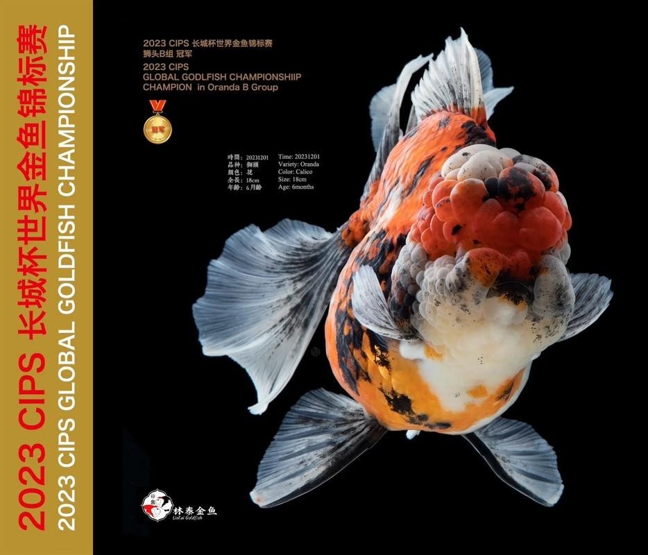 長城杯觀賞魚比賽2021獲獎(jiǎng)作品