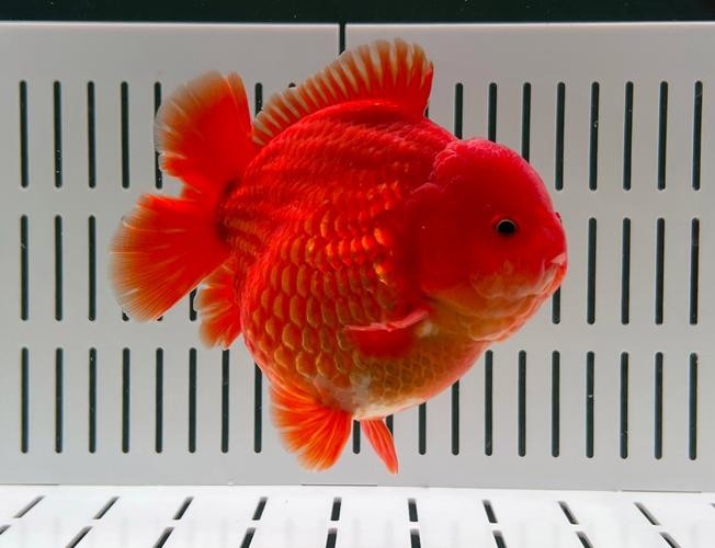 長城杯觀賞魚比賽2021獲獎(jiǎng)作品