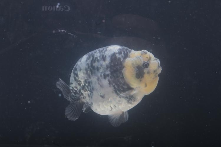 長城杯觀賞魚比賽2021獲獎(jiǎng)作品