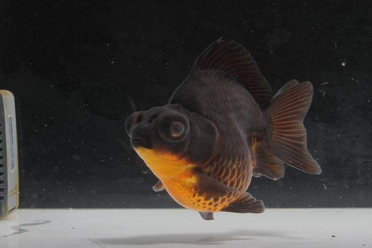 長城杯觀賞魚比賽2021獲獎(jiǎng)作品