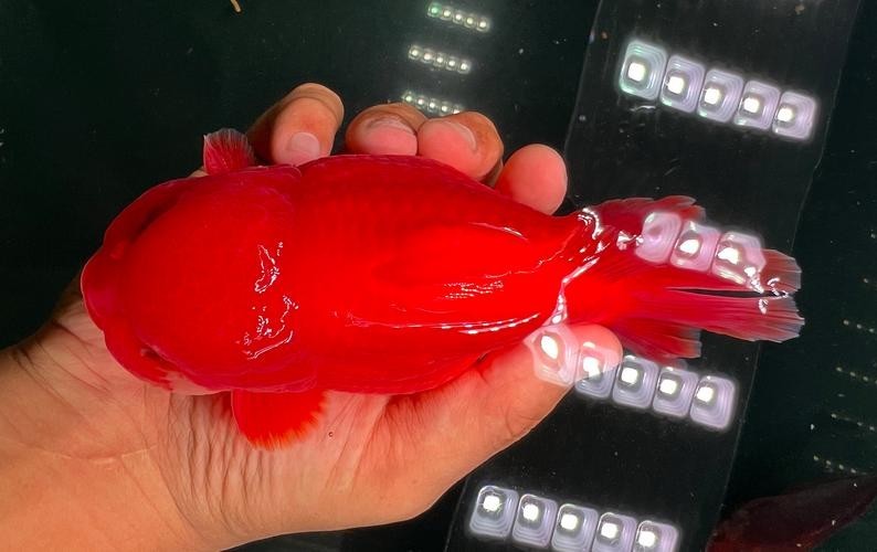 長城杯觀賞魚比賽2021獲獎(jiǎng)作品