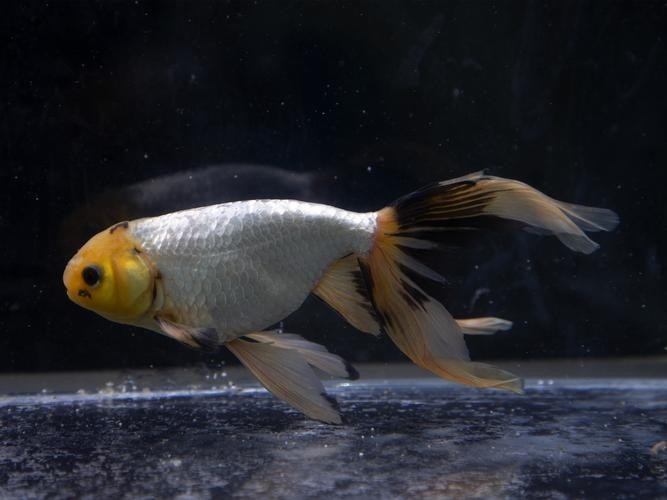 長城杯觀賞魚比賽2021獲獎(jiǎng)作品