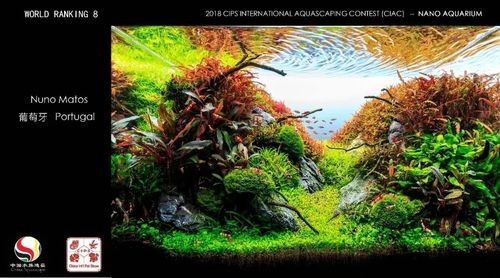 長城杯觀賞魚比賽2021獲獎(jiǎng)作品