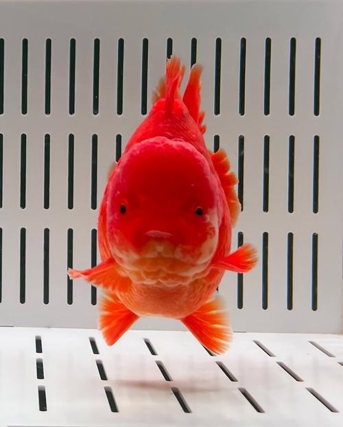 長城杯觀賞魚比賽2021獲獎(jiǎng)作品