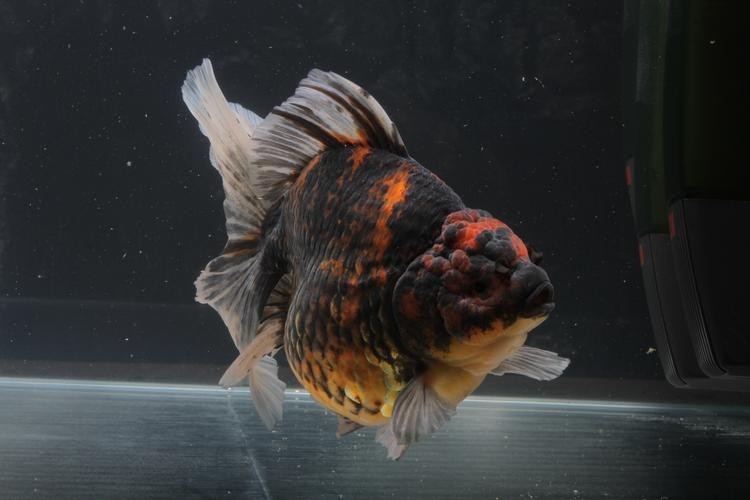 長城杯觀賞魚比賽2021獲獎(jiǎng)作品