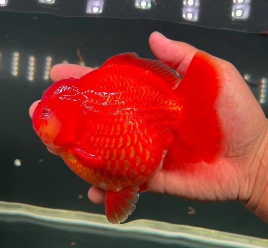 長城杯觀賞魚比賽2021獲獎(jiǎng)作品