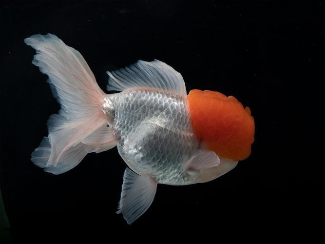 長城杯觀賞魚比賽2021獲獎(jiǎng)作品