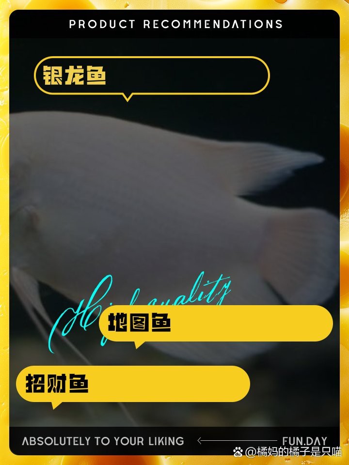 帝王魚可以和鸚鵡地圖混養嗎