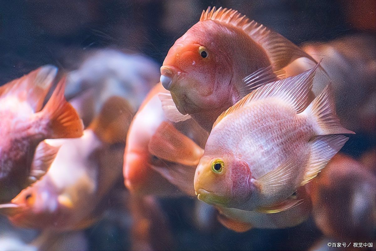 帝王魚可以和鸚鵡地圖混養嗎