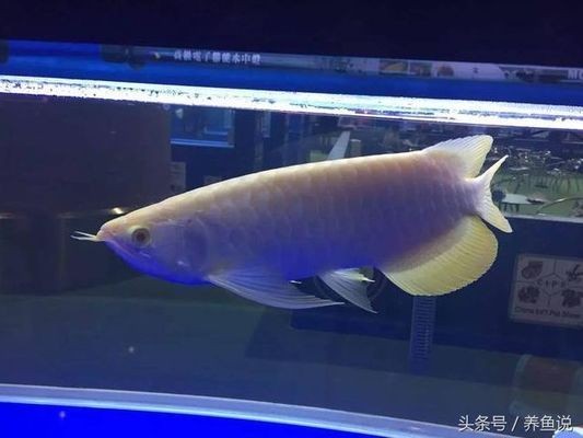 龍魚眼上有一小塊白膜是什么情況：龍魚眼上出現白膜可能是由多種原因引起的，龍魚用藥安全指南