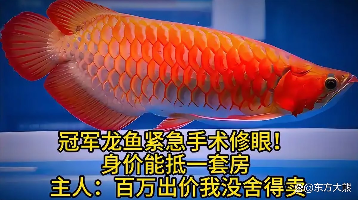 冠軍龍魚手術后恢復情況如何？