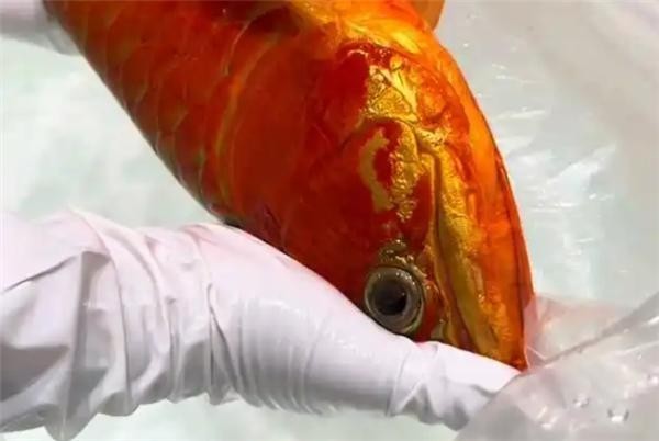 冠軍龍魚手術后恢復情況如何？