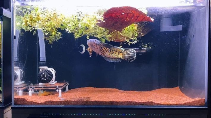 魚缸里放橄欖葉的作用是什么：如何正確使用橄欖葉在魚缸中的作用 魚缸里放橄欖葉的作用是什么：如何正確使用橄欖葉在魚缸中的作用 魚缸百科 第4張