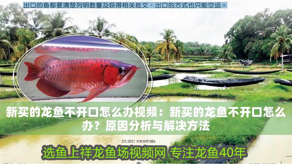 新買的龍魚不開口怎么辦視頻：新買的龍魚不開口怎么辦？原因分析與解決方法