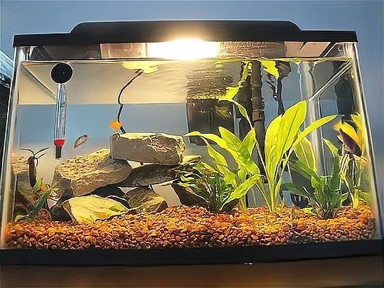養觀賞魚新手入門教程 養觀賞魚新手入門教程 龍魚論壇 第6張