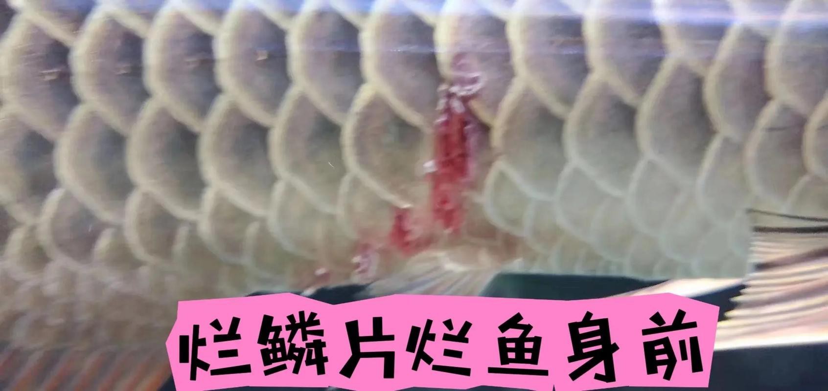 龍魚鱗片發白腐蝕圖片