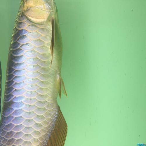 龍魚鱗片發白腐蝕圖片